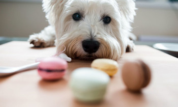 Dog: The Dangers of Xylitol Dog: The Dangers of Xylitol