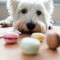 Dog: The Dangers of Xylitol