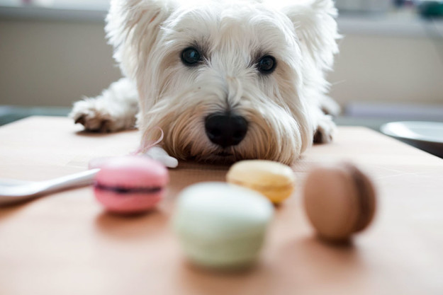 Dog: The Dangers of Xylitol Dog: The Dangers of Xylitol