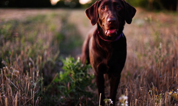 Labrador Retriever: Laryngeal Paralysis Labrador Retriever: Laryngeal Paralysis