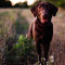 Labrador Retriever: Laryngeal Paralysis