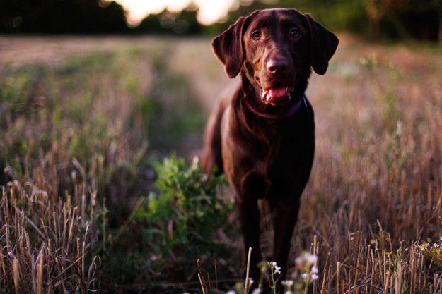 Labrador Retriever: Laryngeal Paralysis Labrador Retriever: Laryngeal Paralysis