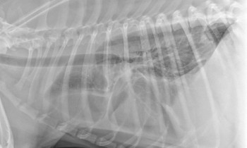Radiography: Visceral Lymphoma Radiography: Visceral Lymphoma