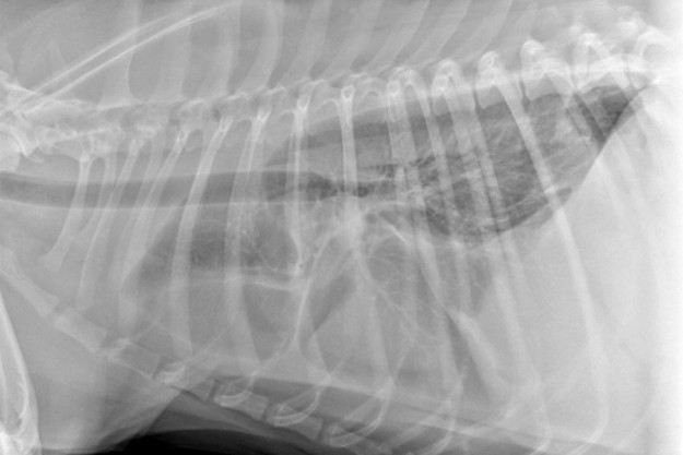 Radiography: Visceral Lymphoma Radiography: Visceral Lymphoma