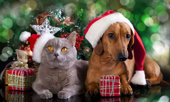 Holiday Hazards for Pets Holiday Hazards for Pets