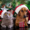 Holiday Hazards for Pets
